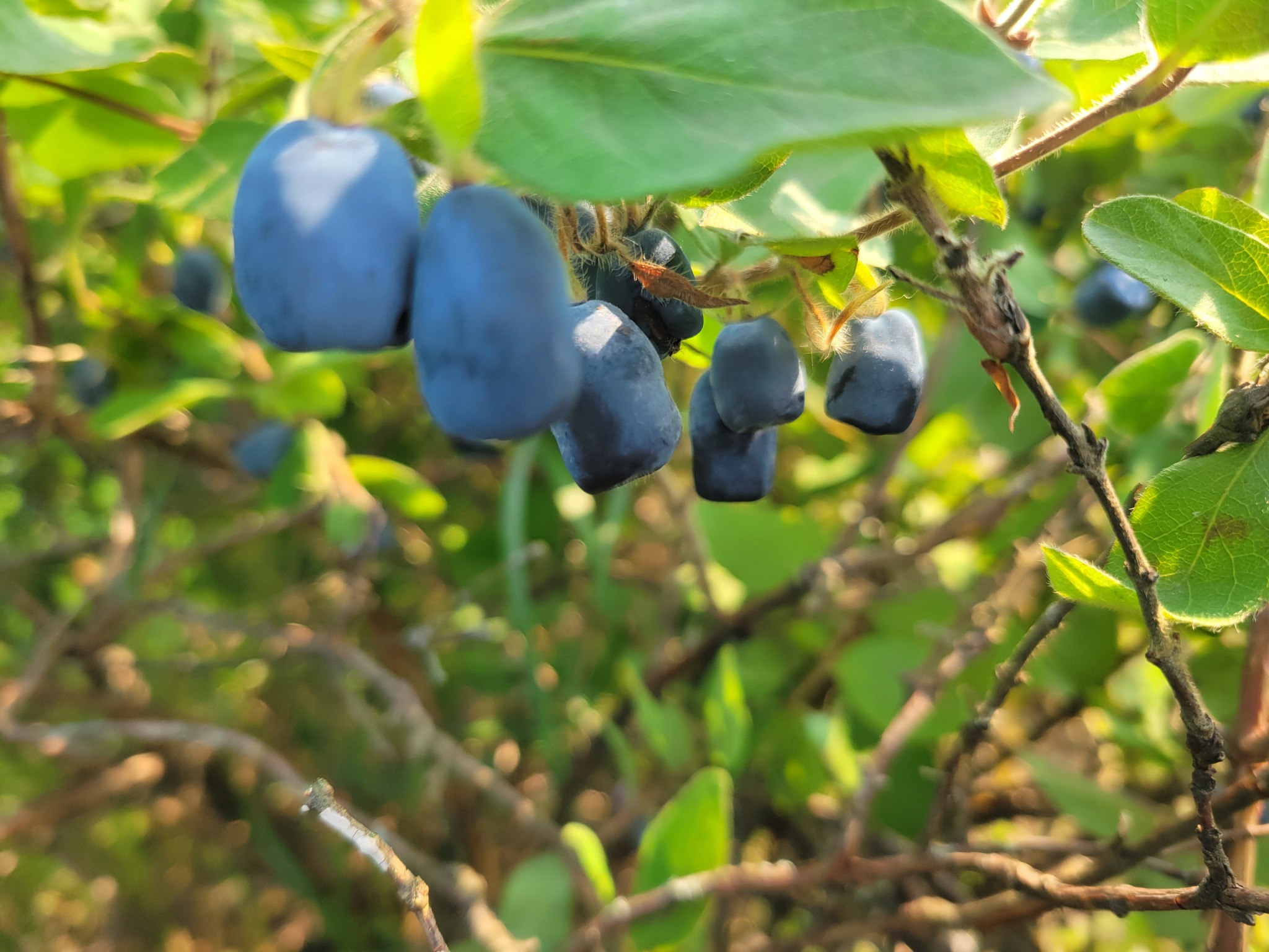 Camerises des champs d'Évolution Fruitée