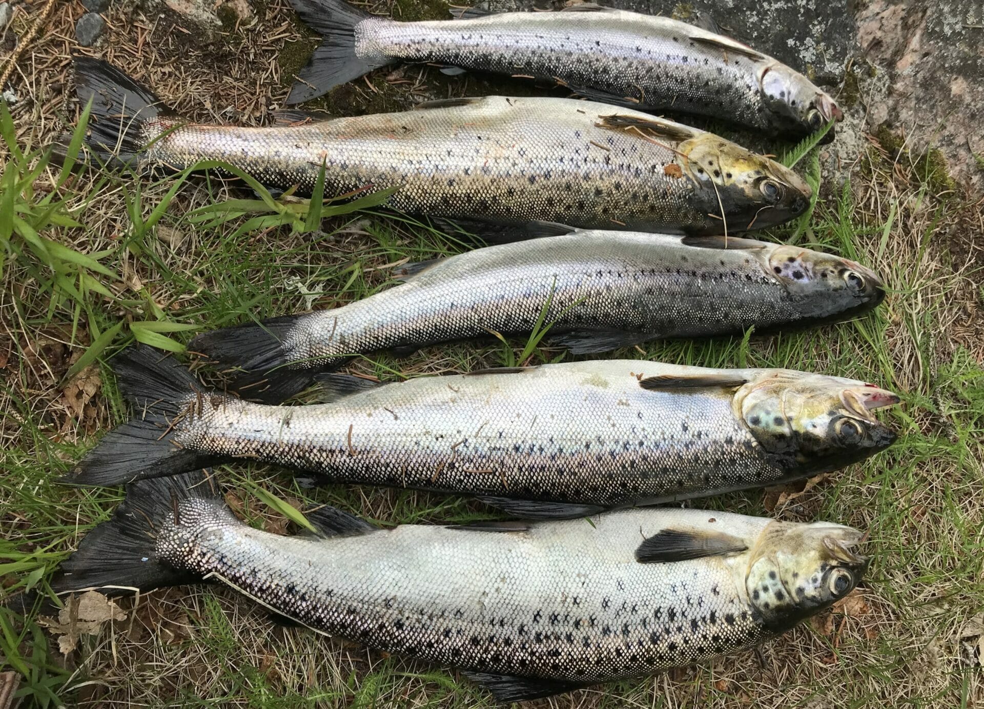 ouananiches-scaled